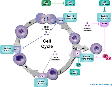 What is Cell Cycle Regulation?